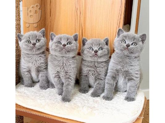 PoulaTo: Πωλούνται αξιολάτρευτα βρετανικά κοντότριχα γατάκια.